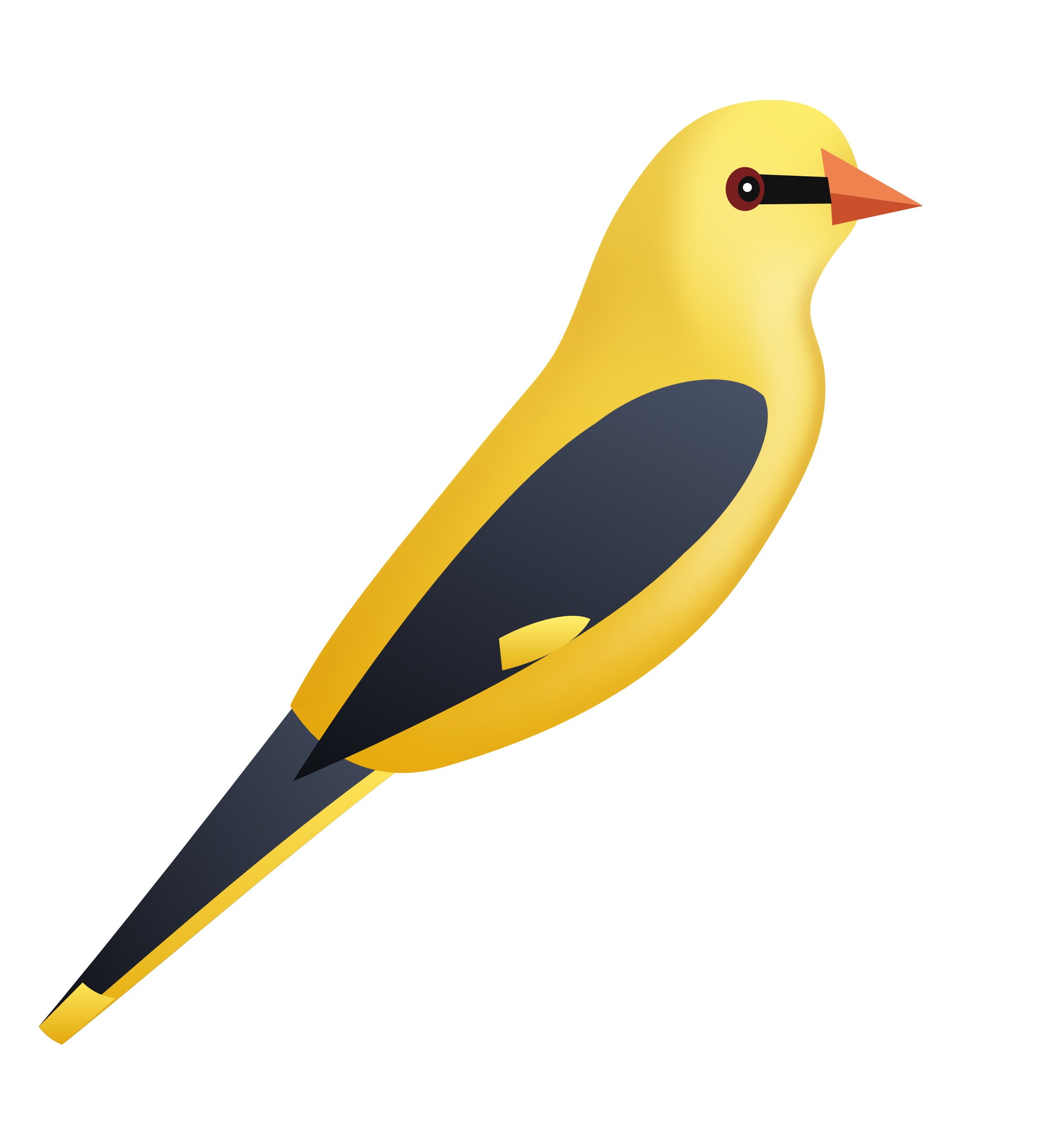 Loriot jaune posé sur le o